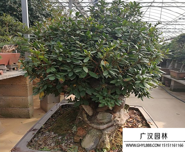 五彩杜鵑