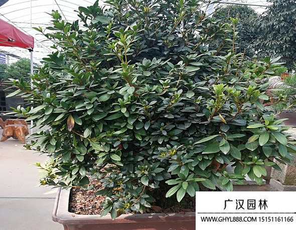 五彩杜鵑