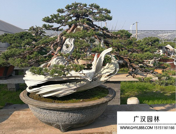 系魚川真柏盆景