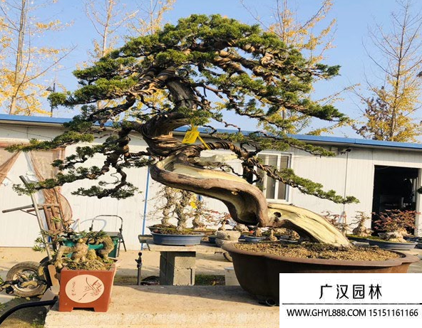 系魚川真柏盆景
