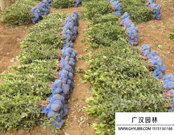 大葉黃楊
