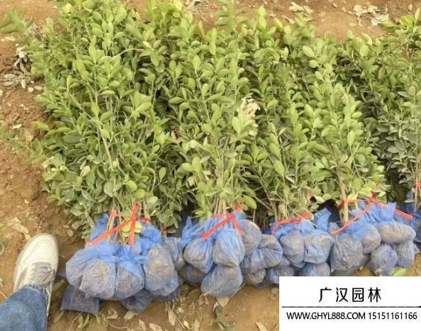 大葉黃楊