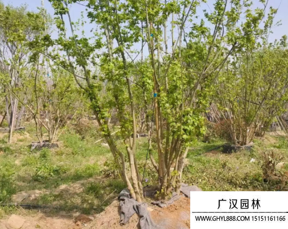 叢生茶條槭