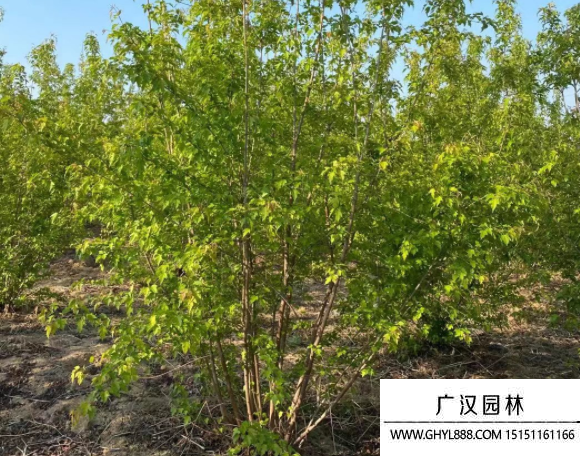 叢生茶條槭