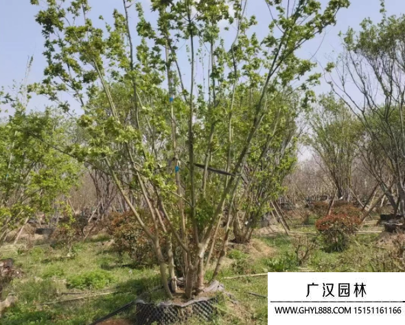 叢生茶條槭