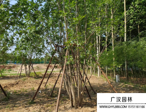 叢生白蠟