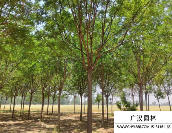 國槐樹