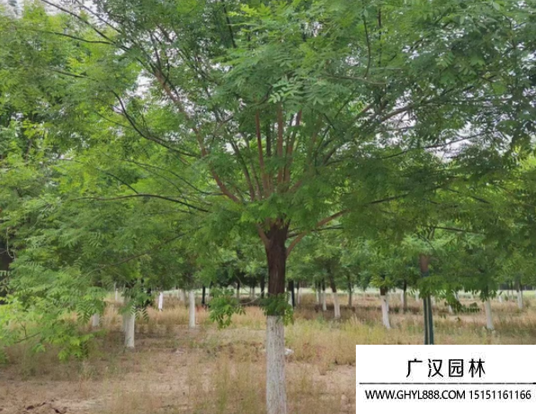 國槐樹