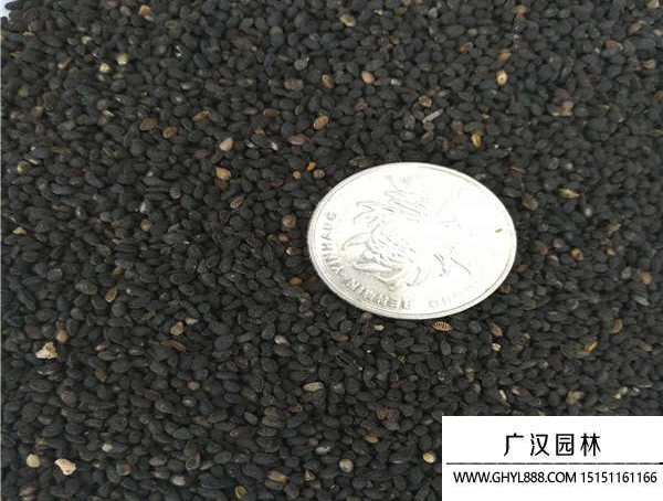 黑種草種子