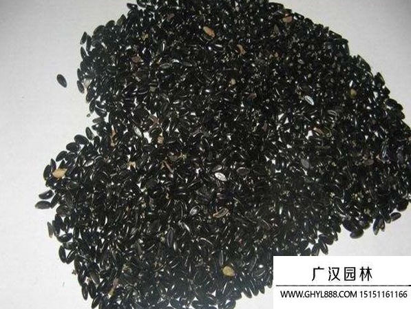 大葉黃楊種子