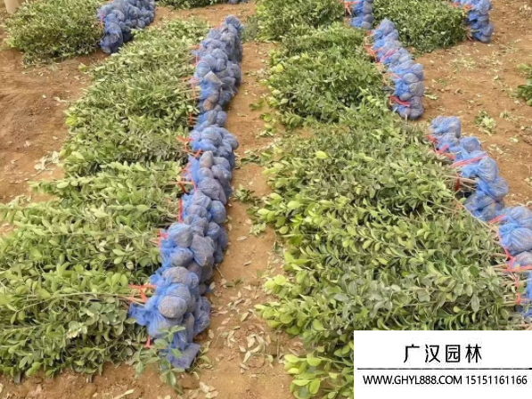大葉黃楊