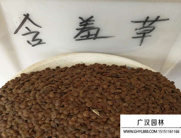 含羞草種子