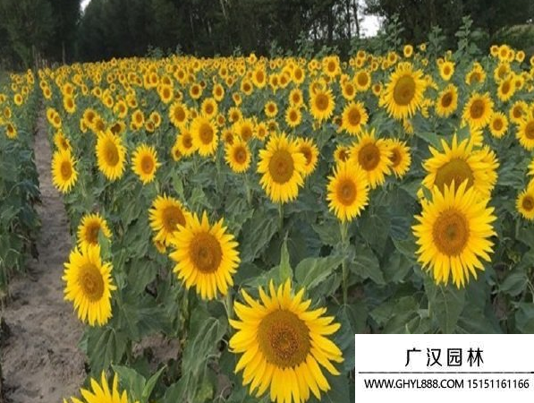 矮大頭向日葵種子