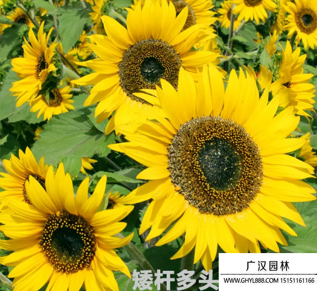 矮多頭向日葵