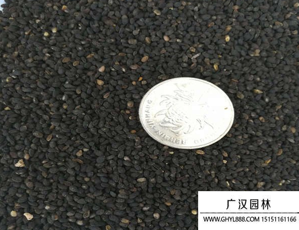 黑種草種子