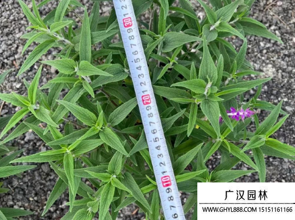 紅花鼠尾草