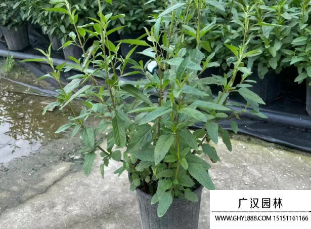 紅花鼠尾草