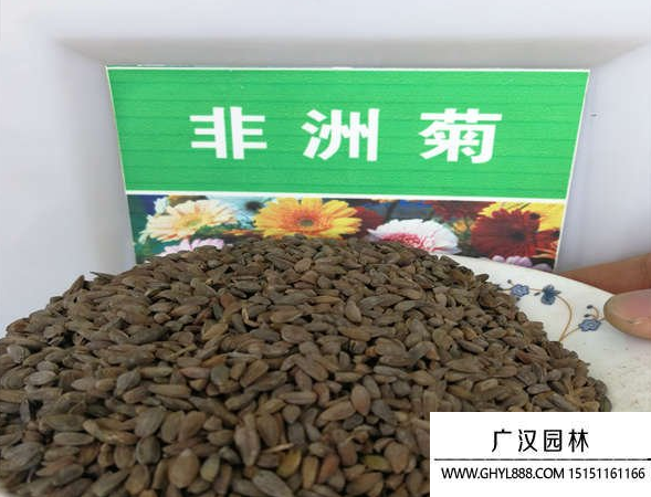 非洲菊種子