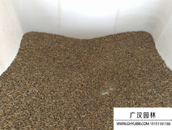 非洲菊種子