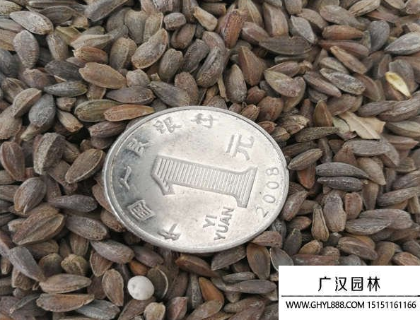 非洲菊種子