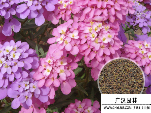 蜂室花種子