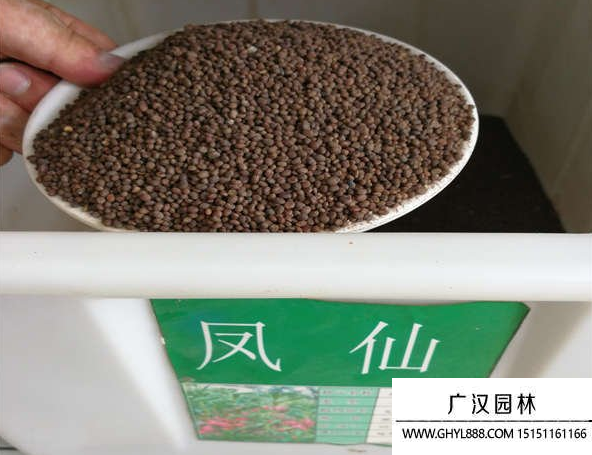 鳳仙花種子