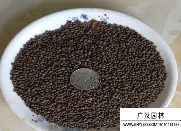 鳳仙花種子