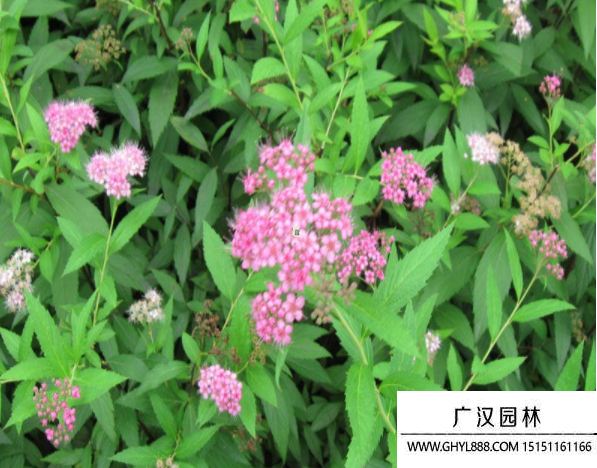 繡線菊