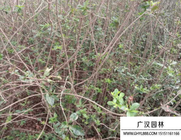 小葉女貞