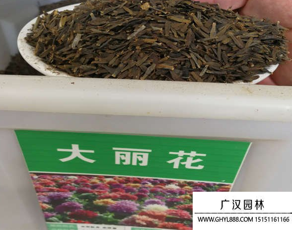 大麗花種子