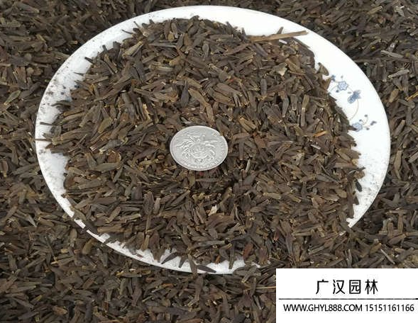 大麗花種子
