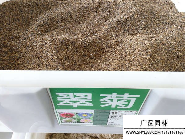 翠菊種子
