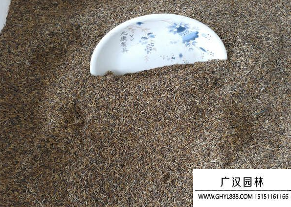 翠菊種子