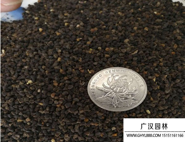 飛燕草種子