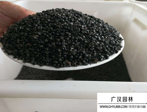 大花萱草種子