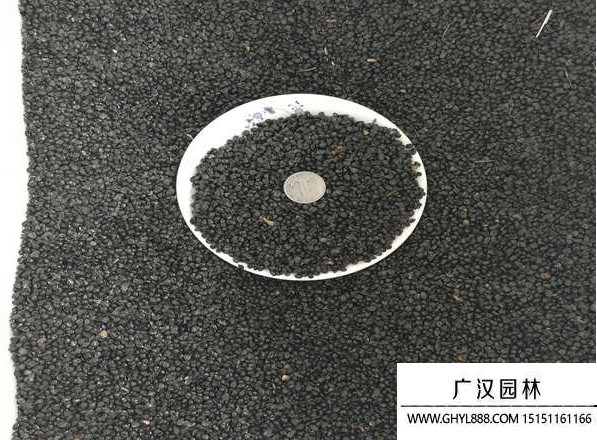 大花萱草種子