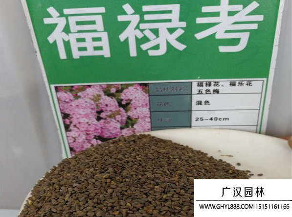 福祿考種子