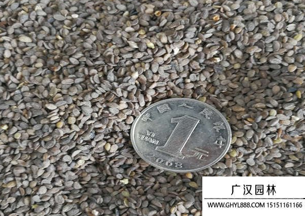 福祿考種子