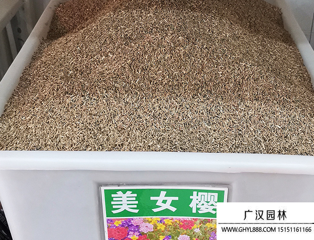 美女櫻種子