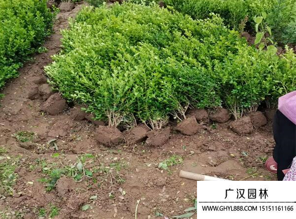 小葉黃楊