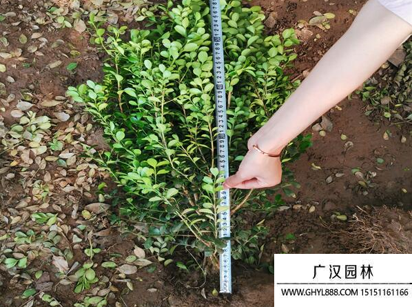 小葉黃楊