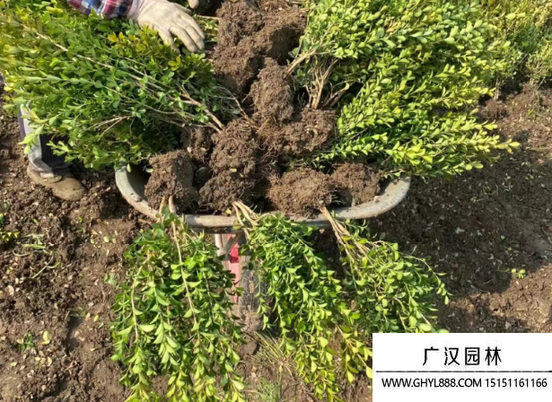 小葉黃楊