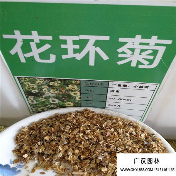 花環菊種子