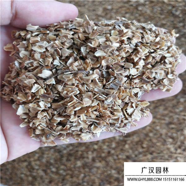 花環菊種子