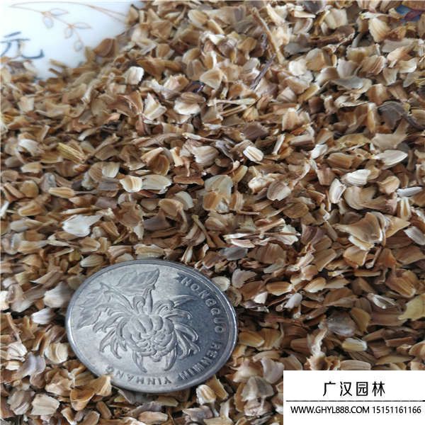 花環菊種子