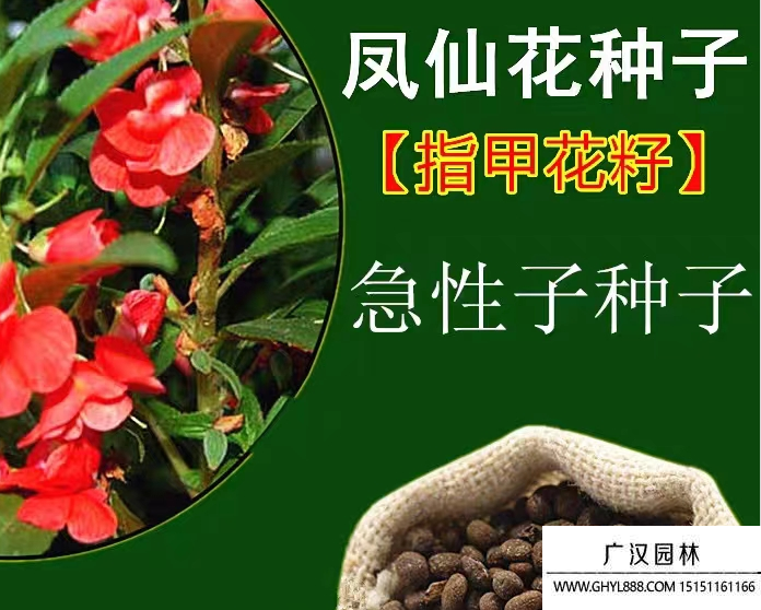 鳳仙花種子
