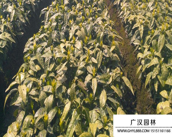 灑金珊瑚