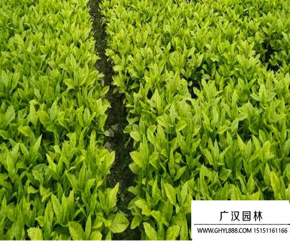 灑金珊瑚