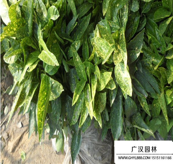 灑金珊瑚