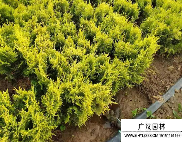 灑金柏